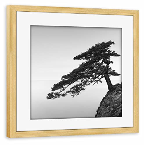 artboxONE Poster mit Rahmen Kiefer 20x20 cm Uradome Tree | Japan von Ronny Behnert - gerahmtes Poster