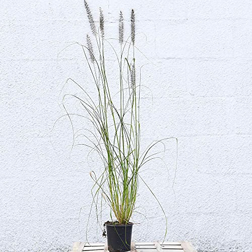 Ornamental Fountain Grass Pennisetum Alopecuroides Plant Hardy Perennial Flowering Potted Garden Plants Easy to Grow Your Own Ideal for Cottage Gardens Patio Container 2 x 1.5-Litre Pots by Suttons