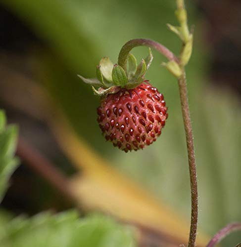 Walderdbeere - Fragaria vesca - lebende Gartenpflanze aus den Baumschulen
