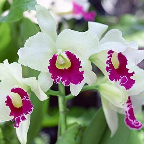 Haloppe 50 Stück Cattleya Blumen Pflanzen Samen für Hausgarten Pflanzen, Cattleya Samen Blumen Cattleya Orchidee Hybrid Samen für Balkon Cattleya-Samen