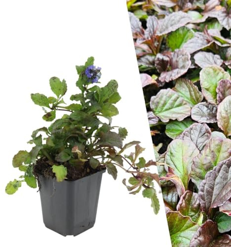 Plants by Frank Ajuga Reptans, 12 plantes de bugle rampant, Ø 9 cm | Plantes de bugle rampant, Couvre-sol rustique Vivace, Plantes Vivaces, Plante de Jardin, Pot 9 cm, Hauteur : 15 cm