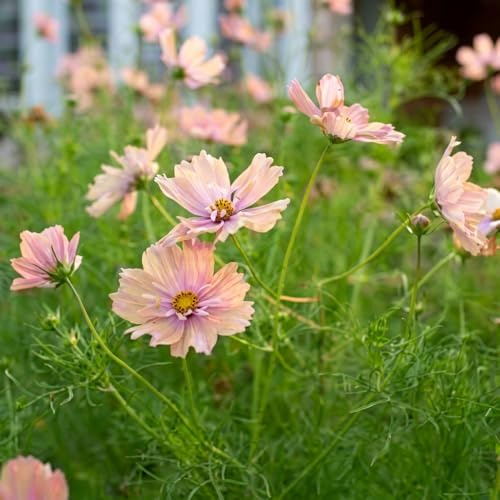 Bedwen Cosmos 'Apricotta' Plug Plant x4 – Bicolour Summer‑Flowering Bedding Plants for Cut‑Flower Gardens, Pollinator‑Friendly Borders & Patio Pots