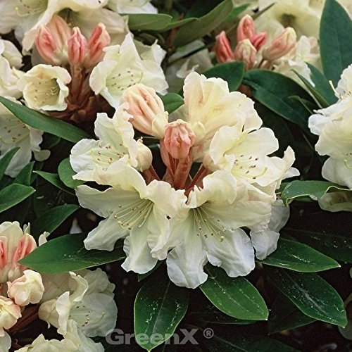 INKARHO - Rhododendron Golden Melodie 30-40cm - Alpenrose