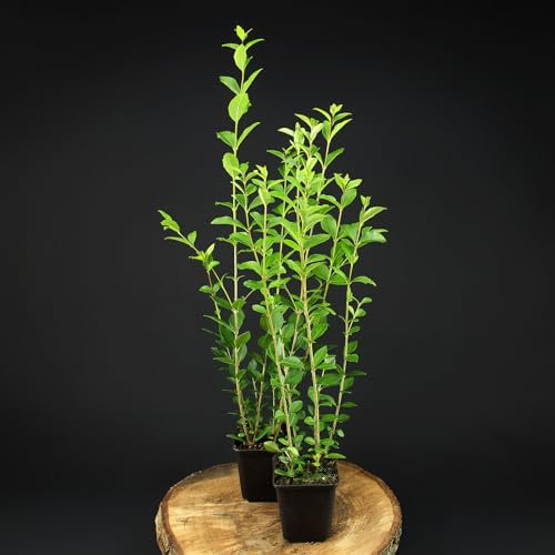 Ligustrum Ovalifolium 30-50 cm von Intragarten - Liguster im Topf