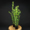 Ligustrum Ovalifolium 30-50 cm von Intragarten - Liguster im Topf