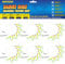 Narcissus Mackerel Feather Rigs, 6 Pack Pre-Tied Sabiki Rigs for Sea Fishing with 30 Hooks, Luminous Beads & Bionic Insects, Perfect for Mackerel, Pollock, Cod, Herring, Bass