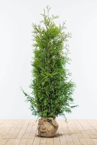 Lebensbaum ‚Brabant‘ – Thuja occidentalis – Heckenpflanze – Auswahl der Höhe 60–225 cm – immergrün & schnell wachsend – ideal für dichte Hecken und Sichtschutz (Variante 140-160cm)