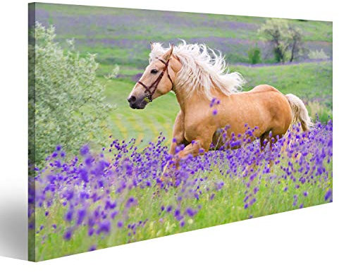 islandburner Bild auf Leinwand Palomino Pferd Kinderzimmer Hobby Reiten Bilder Wandbilder Poster