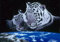 Grafika Puzzle 2000 Teile - Schim Schimmel - Sleep Tight