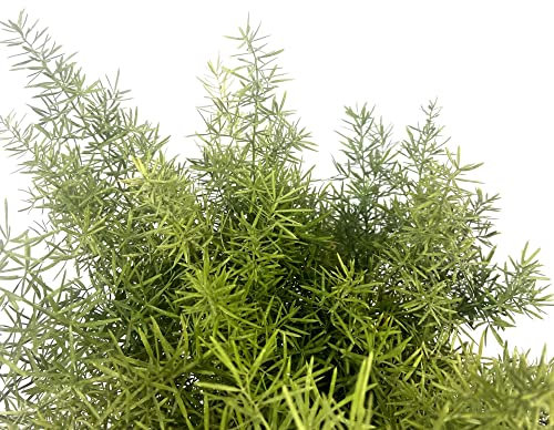 Helecho Esparrago - Asparagus Sprengeri - Natural Planta de Hojas Verdes