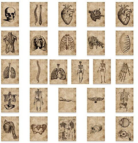 Anatomie- Und Physiologie -Poster -Set 56pcs Die Körperstruktur Aufkleber Vintage Muskular- Und Skelettsystem Anatomische Diagramme Aufkleber