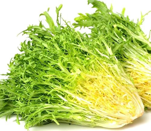 Grosse Pancalière Endive Seeds, Fast Growing Vegetable Herb, 1000 Count