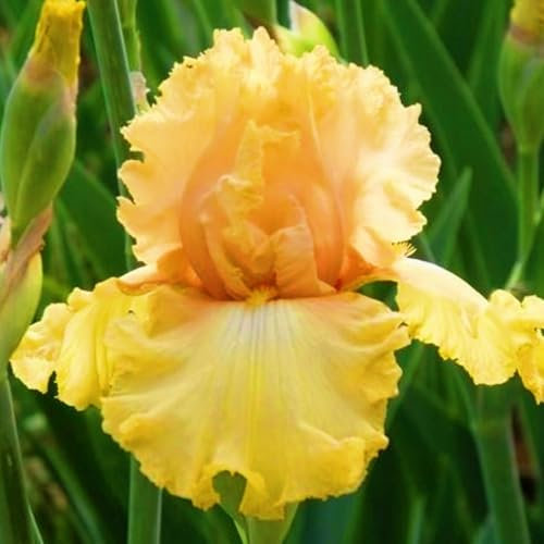 4 bulbos - bulbos de iris perennes - semillas de iris, fáciles de plantar y mantener, embellecen el entorno