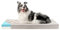 ZENAPOKI Hundebett - M - Orthopädisches Hundekissen für Hunde, Gut die Gelenke - Waschbar Abnehmbare Bezug, 80x50x9cm