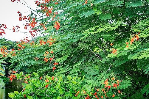 25 Graines de Ponciana Naine, Bigotillo (Caesalpinia Pulcherrima)