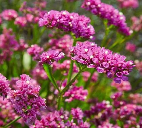 Frische Statice Blumensamen 100 Stück Rosa 100 Stück zum Anpflanzen