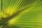 1art1 Palmen XXL Poster Hanf-Palmenblatt Plakat | Bild 120x80 cm