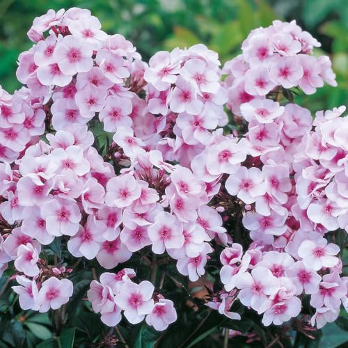 Garden Phlox 'Bright Eyes'. Plug Plant x 4. Fragrant Perennial Flowers for Cutting & Cottage Gardens. Available from Bedwen Plants