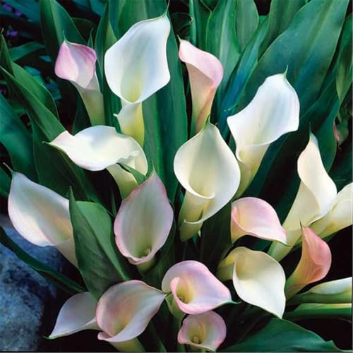 Bulbos calas colores - Coloridos bulbos de lirio de cala, bulbos de lirio de cala, planta ornamental perenne para principiantes, decoración de interiores-2Bulbos-G