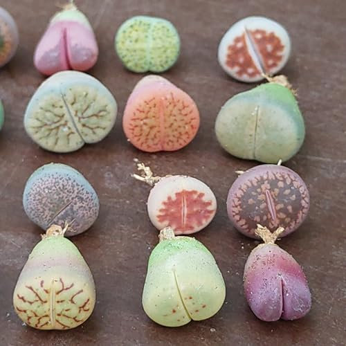 Plantas Baby Lithops - Sunnyplants, Mezcla de plantas Lithops, Lithops raros, Plantas Lithops, Suculentas de piedra viva, Piedras vivas, Mini plantas Lithops (40)