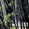 100Pcs Graine de Bambou Plante Exterieur, Graines De Bambou Tolérantes à L'ombre Décor à La Maison Rare Phyllostachys Pubescens Semis De Jardin Pour Arrière-cours Graines de bambou (Noir)