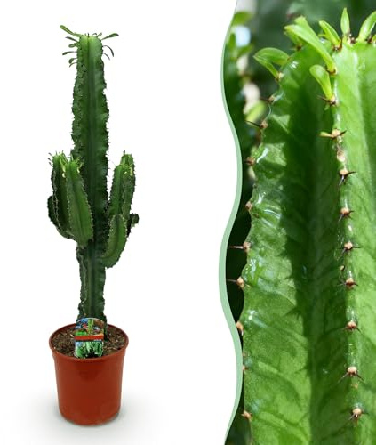 Euphorbia eritrea - Árbol lechero africano - Bajo mantenimiento - Verde - 60-70cm - Ø19cm - Planta de interior - Hojas perennes
