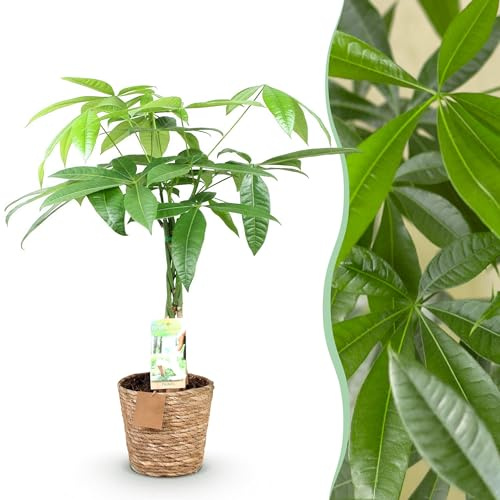 Pachira Aquatica geflochtener Stamm - Geldbaum - Pflegeleicht - mit Korb - Grün - 60-70cm - Ø17cm - Zimmerpflanze - Immergrün