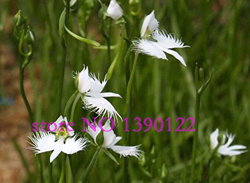 100 Stück selten Winkel Orchidee der Welt seltene Blume japanische Radiata Samen für Garten & Heim pflanzt weiße Taube Orchideen Samen