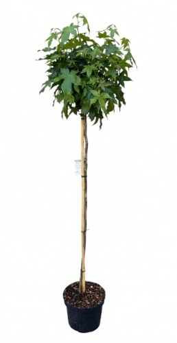 Amberbaum, Höhe: 170-180 cm, Liquidambar styraciflua Gumball + Dünger