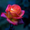 Strauchrosen, Duftrosen, Hybridrosen, zweifarbige Rosen-Rosen pflanzen winterhart-5Pflanze-C
