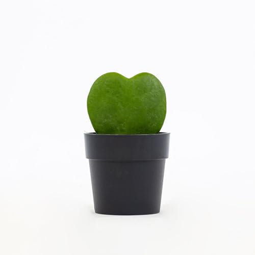Pianta vera di Hoya kerrii - Diametro Vaso Ø 6 cm