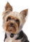 DIY Diamond Painting Kits für Erwachsene Yorkshire Terrier Hund 5D Full Round Drill Diamond Painting Kit Stickerei Kunst Home Decor