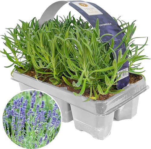 Piante aromatiche per il giardino di lavanda angustifolia, perfette per bordure, vasi e contenitori. Pacco da 6.