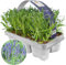 Piante aromatiche per il giardino di lavanda angustifolia, perfette per bordure, vasi e contenitori. Pacco da 6.