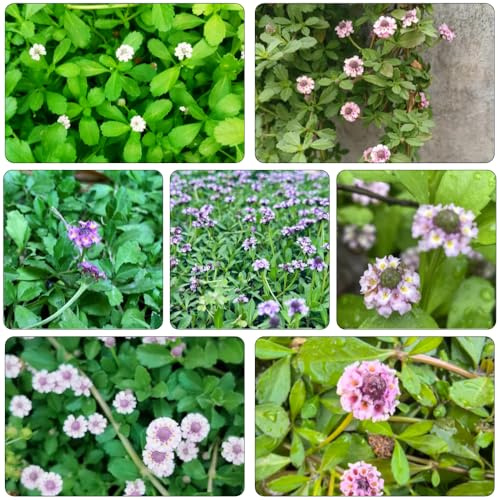 semi Phyla nodiflora - verbena tappeto resistenti balcone resistenti estivi ornamentale 150pcs