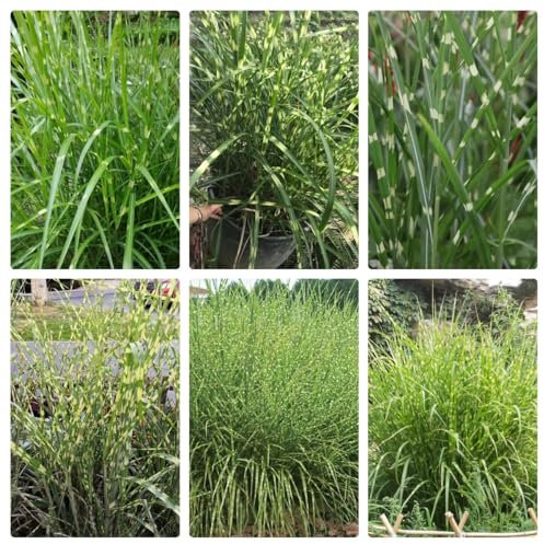 50 Pcs Zebragras Winterhart Mehrjährig Samen - Ziergräser - Geschenke Für Gärtner, Gartendeko Für Draußen Ziergras Zebragras Pflanze Samen, Gartenpflanzen Winterhart, Wohnzimmer Pflanzen