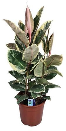 Ficus Elastica Tineke – Ø27 cm – 85 cm