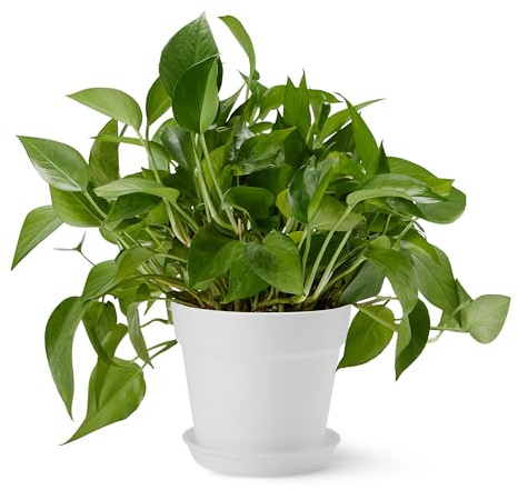 Amazon Basics Plant Pots, 14 x 14 x 16 cm, White, 1-Pack
