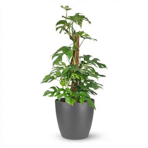 Monstera Minima con Tutore in Muschio, Interno, Verde, Vaso 19cm H90cm
