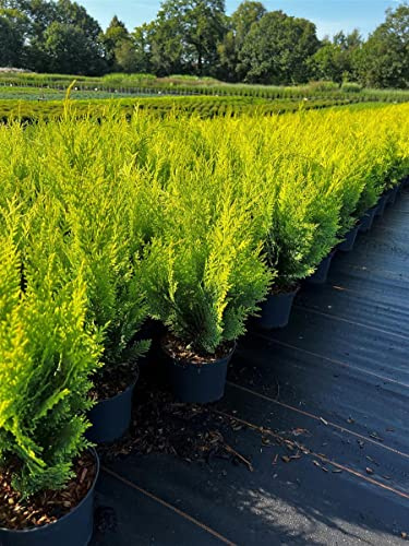 Gelbe Scheinzypresse Chamaecyparis lawsoniana Stardust 40-50 cm winterhart | Sichtschutz und Formhecke, sonnig bis halbschattig, schnittvertraeglich, dekoratives gelbes Nadelkleid, robust