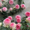 rose rampicanti resistenti e profumate semi di piante da balcone fiori recisi rosa rampicante siepe giardino in 120pcs