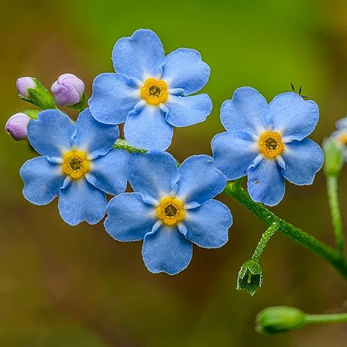 250 Pcs vergissmeinnicht samen im topf - Myosotis alpestris - winterharte kübelpflanzen vergiss mein nicht samen, gartendeko für draußen stauden winterhart mehrjährig exotische pflanzen