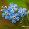 250 Pcs vergissmeinnicht samen im topf - Myosotis alpestris - winterharte kübelpflanzen vergiss mein nicht samen, gartendeko für draußen stauden winterhart mehrjährig exotische pflanzen