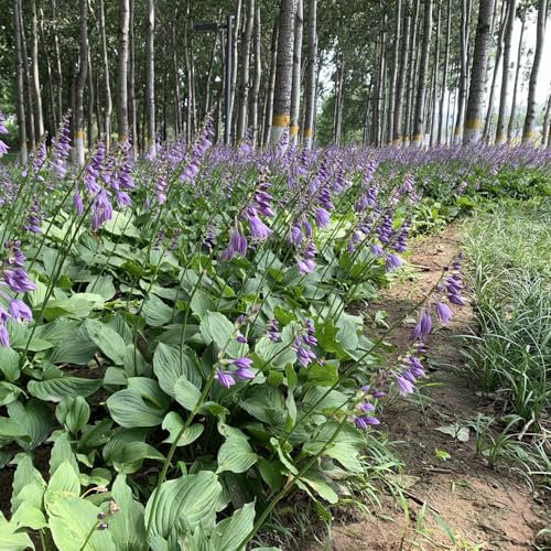 450 Pcs Funkien Pflanze Samen, Hosta Pflanze, Balkonpflanzen, Blumensamen Balkon, Hosta Plantaginea, Wohnzimmer Deko, Blumenwiese Samen Hochbeet Samen Wiesensaatgut Schmetterlingsflieder,