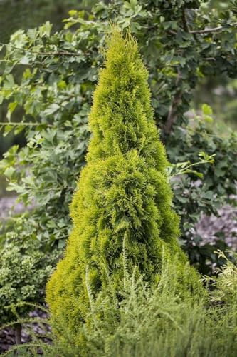 Thuja occidentalis 'Golden Smaragd' 40-60 cm - Lebensbaum, goldgelbes Laub, ideal für Hecken, winterhart, pflegeleicht