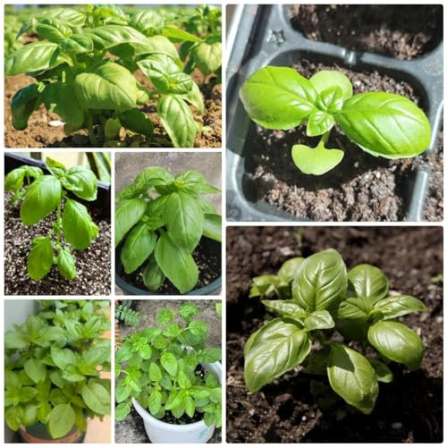1000 pcs basilikum samen bio bodendecker pflanzen winterhart stauden winterhart basilikumsamen - Ocimum basilicum - blumenwiese balkon pflanzen bio saatgut bienenweide mehrjährig samen