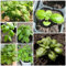 1000 pcs basilikum samen bio bodendecker pflanzen winterhart stauden winterhart basilikumsamen - Ocimum basilicum - blumenwiese balkon pflanzen bio saatgut bienenweide mehrjährig samen