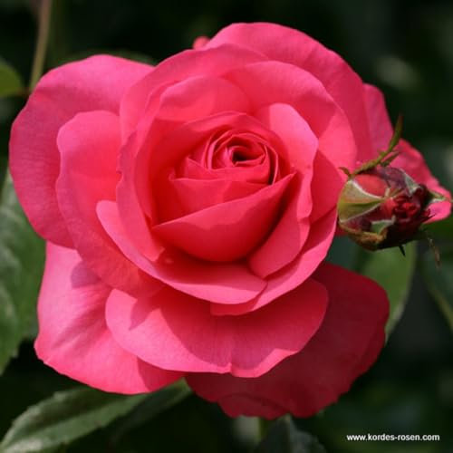 2 x Rose - Rosa 'Rosanna' Topf 25-30 cm - Eine elegante Kletterrose von Kordes mit intensiv duftenden Blüten