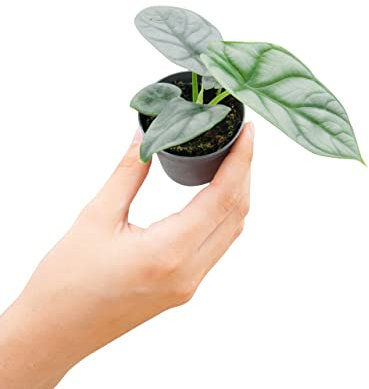 PLNTS - Baby Alocasia Silver Dragon - Zimmerpflanze - Pfeilblätter - Echte Pflanzen für Drinnen - 2cm Stecklinge - Höhe 10cm