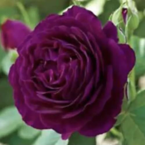 Deep Purple to Plum 3 Litre Pot Potted Hybrid Tea/Floribunda Garden Bush Rose Plant- Gift Roses